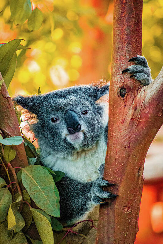 Koala Art Print featuring the photograph Koalafied Tree Hugger by Bonny Puckett