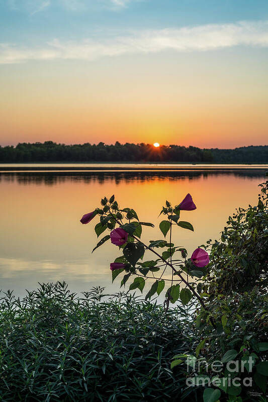 Pink Hibiscus Art Print featuring the photograph Lake Springfield Hibiscus Sunrise by Jennifer White
