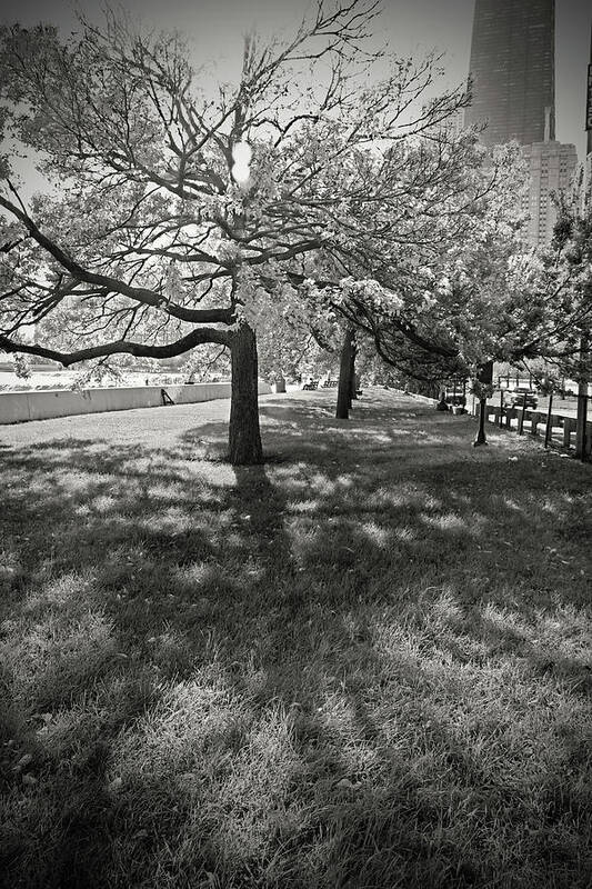 Lakeshore Art Print featuring the photograph Lakeshore Drive bw by Carolyn Stagger Cokley