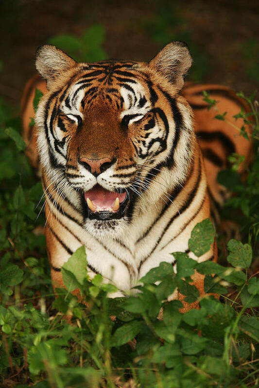 Tiger Art Print featuring the photograph Laughing Tiger by Brad Barton