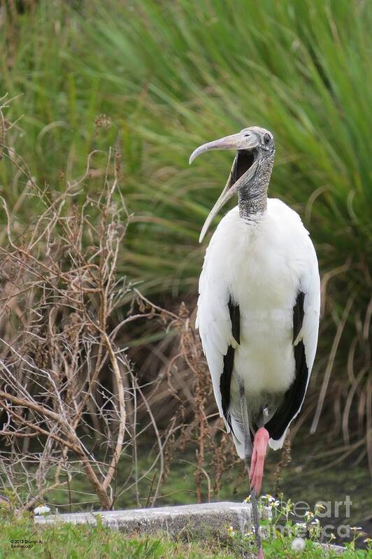 Wood Stork Art Print featuring the photograph Laughing Wood Stork by World Reflections By Sharon