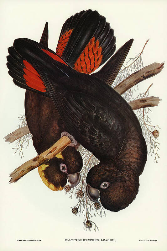 Leach's Cockatoo Art Print featuring the drawing Leach's Cockatoo, Calyptorhynchus Leachii by John Gould