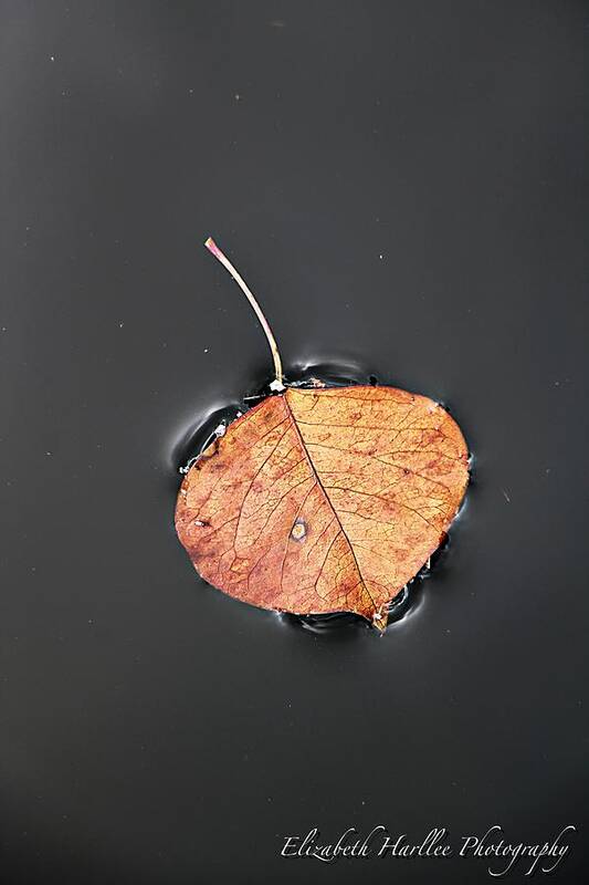  Art Print featuring the photograph Leaf of Distinction by Elizabeth Harllee