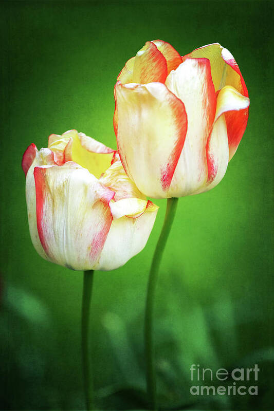 Beauty Of Spring Art Print featuring the photograph Lean on Me 2 by Anita Pollak