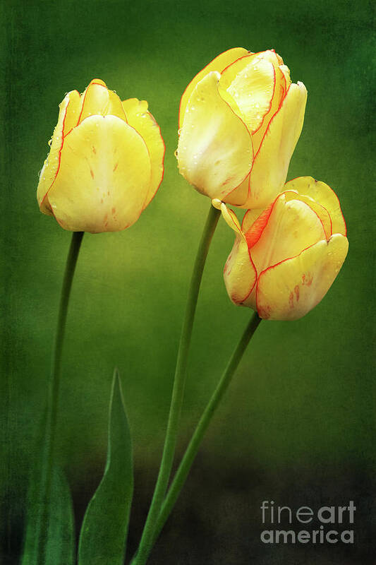 Beauty Of Spring Art Print featuring the photograph Lean on Me by Anita Pollak