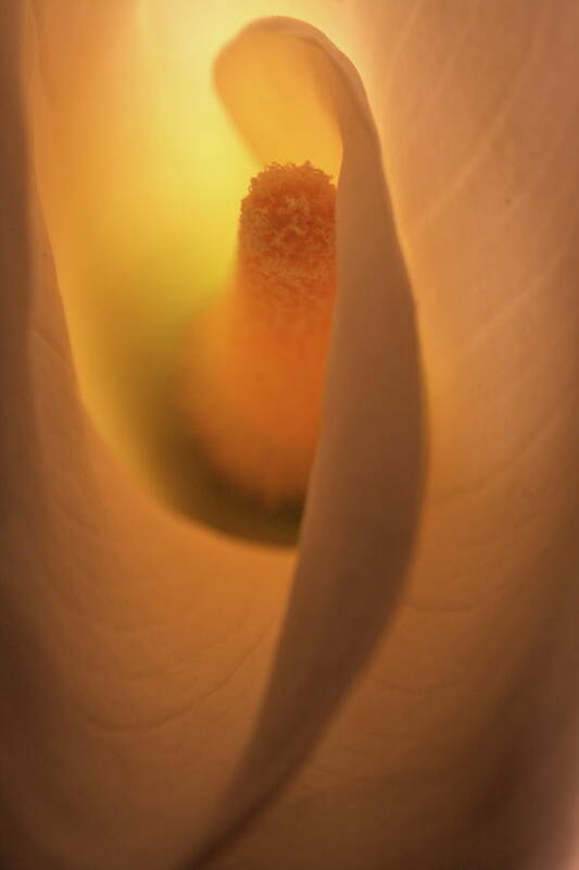 Macro Art Print featuring the photograph Lily 5615 by Julie Powell