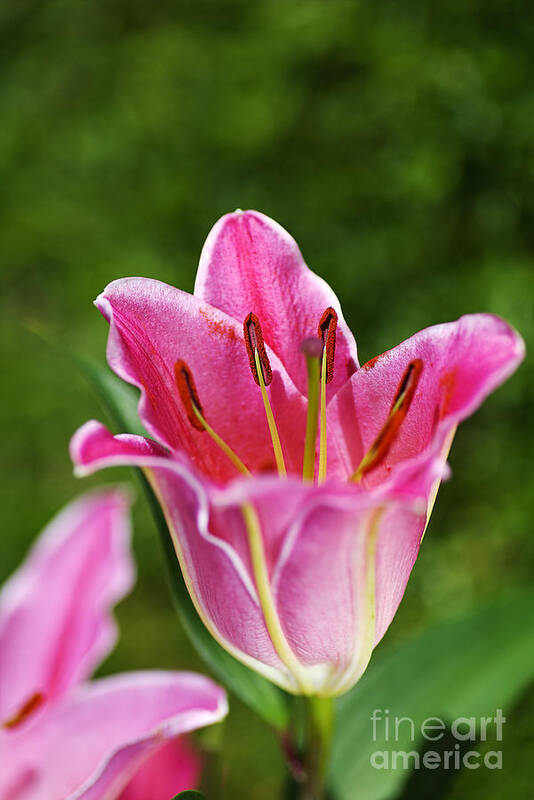 Lily Flower Pink Art Print featuring the photograph Lily Flower Pink by Joy Watson