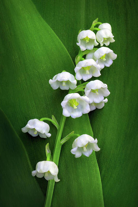 Lily Of The Valley Art Print featuring the photograph Lily-of-the-valley by Carolyn Derstine