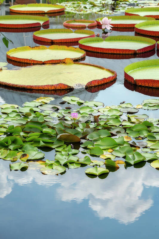 Giant Art Print featuring the photograph Lily Pads and Clouds by Cate Franklyn