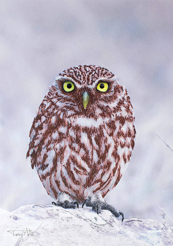 Little Owl Art Print featuring the mixed media Little Owl, mixed media. by Tony Mills