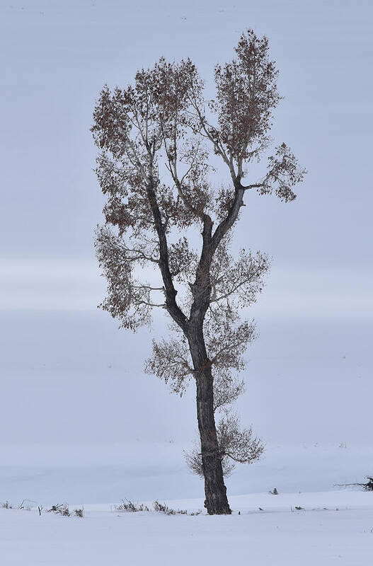 Tree Art Print featuring the photograph Lone Cottonwood In Winter by Ben Foster