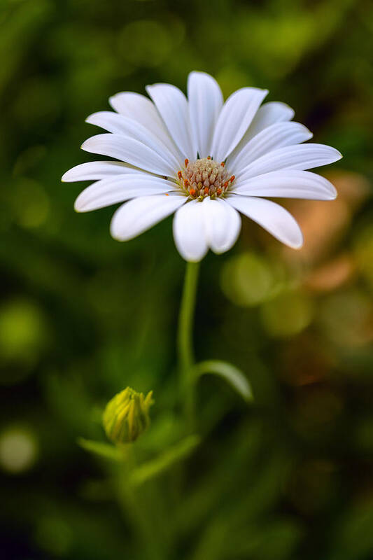 California Art Print featuring the photograph Lone Daisy by Tom Grubbe