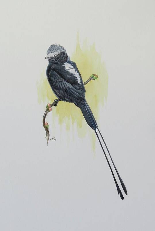 Long-tailed Tyrannulet Art Print featuring the painting Long-tailed Tyrannulet by Barry Kent MacKay