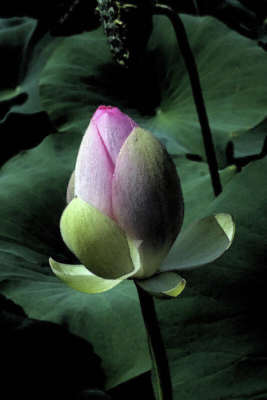 Lotus Art Print featuring the photograph Lotus Watercolor by Carolyn Stagger Cokley