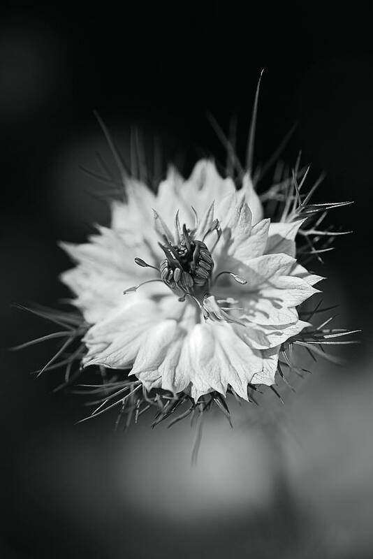 Nigella Art Print featuring the photograph Love In The Mist Nigella by Joy Watson