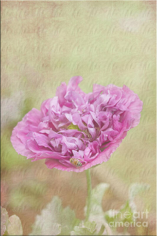 Flower Art Print featuring the photograph Loving the Poppy by Elaine Teague