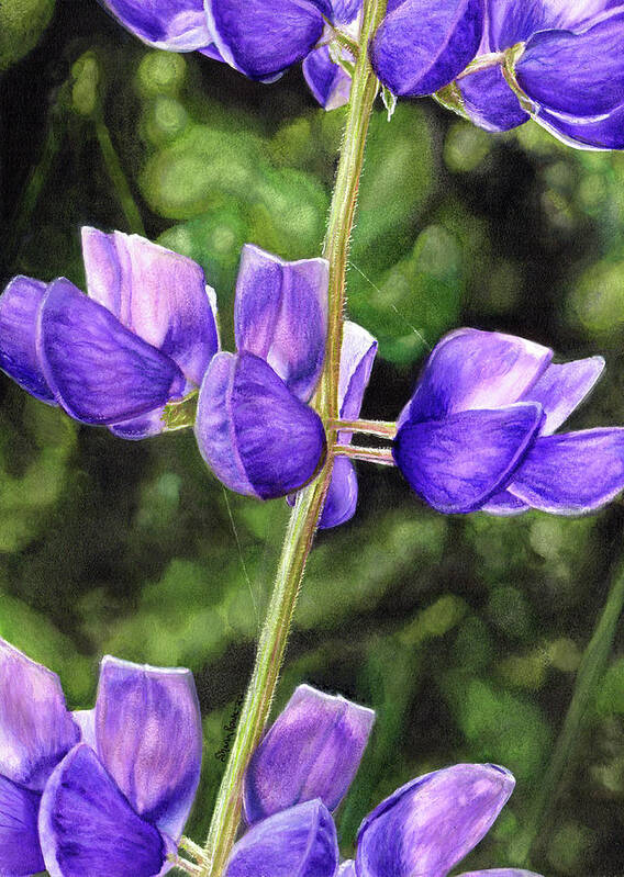 Lupine Art Print featuring the drawing Luminous Lupine by Shana Rowe Jackson