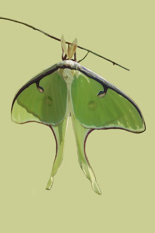 Nature Art Print featuring the mixed media Luna Moth on Green by Judy Cuddehe