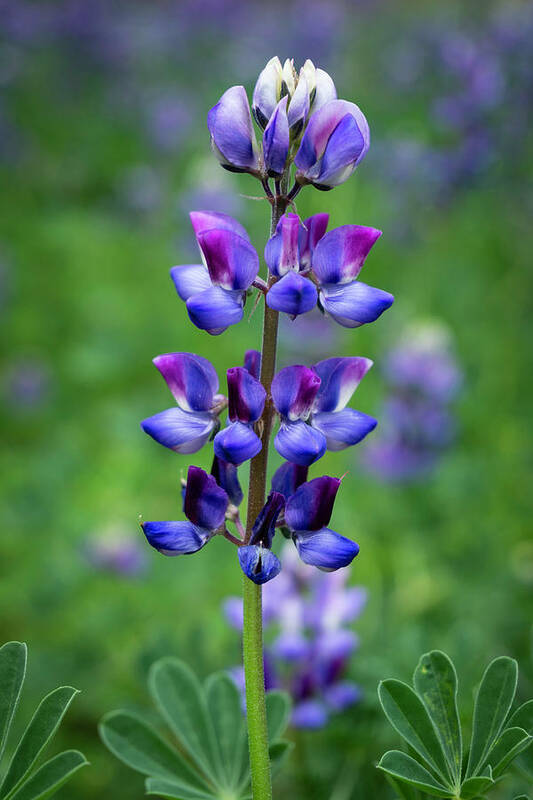 Lupine Art Print featuring the photograph Lupine in Spring by Lindsay Thomson