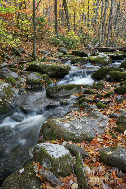 Middle Prong Trail Art Print featuring the photograph Lynn Camp Prong 14 by Phil Perkins