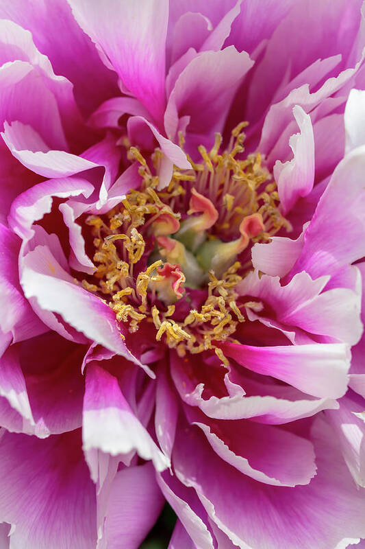 Flower Art Print featuring the photograph Magenta-and-White Tree Peony by Dawn Cavalieri