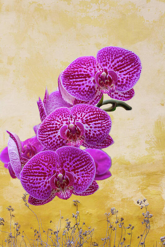 Magenta Art Print featuring the photograph Magenta Moth Orchids by Cate Franklyn