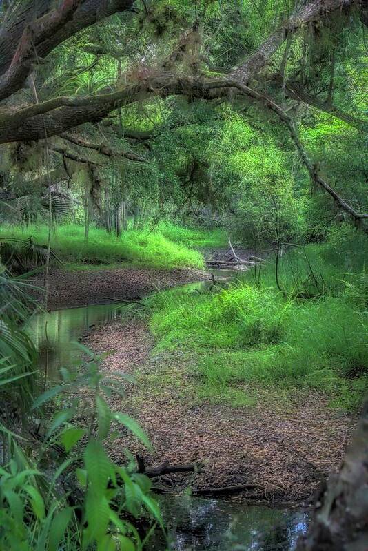 Parks Art Print featuring the photograph Magical Green by Alison Belsan Horton