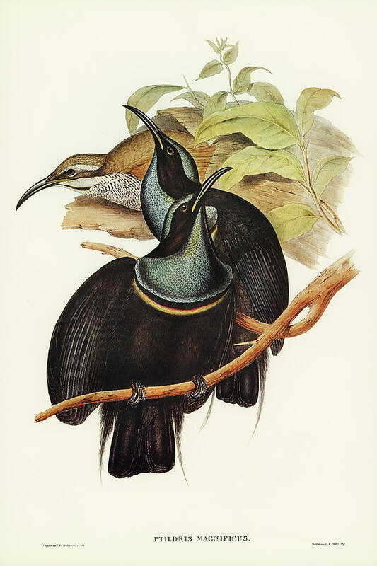 Magnificent Rifle-bird Art Print featuring the drawing Magnificent Rifle-bird, Ptiloris magnifica by John Gould