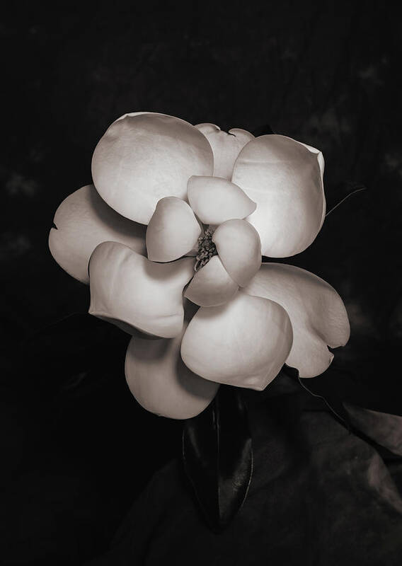 Magnolia Art Print featuring the photograph Magnolia Blossom 4 by Connie Carr