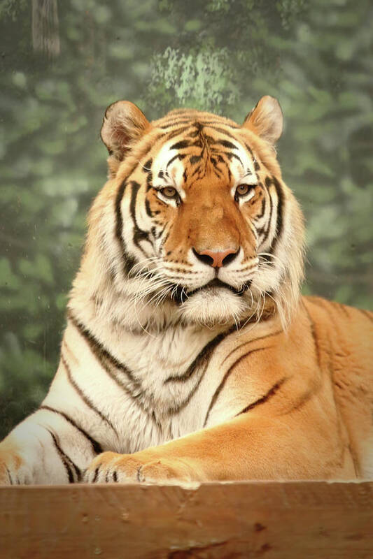 Tiger Art Print featuring the photograph Majestic by Lens Art Photography By Larry Trager