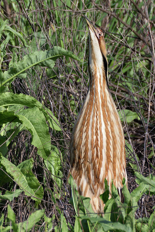 American Bittern Art Print featuring the photograph Male American Bittern in the Wetlands by Kathleen Bishop