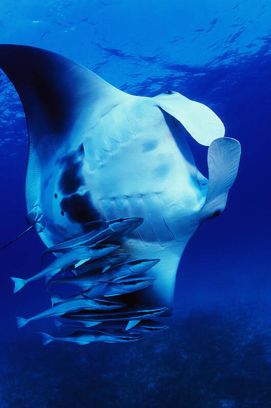 Underwater Art Print featuring the photograph Manta ray (Manta birostris) and Sharksuckers (Echeneis naucrates) by Stephen Frink
