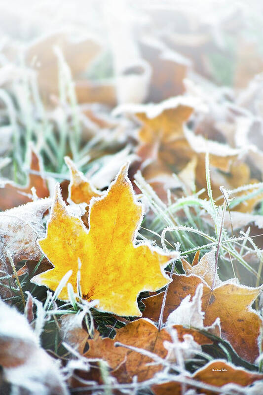 Maple Leaf Art Print featuring the photograph Maple Frost Leaf Art by Christina Rollo