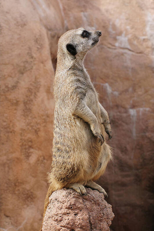 Alert Art Print featuring the photograph Meerkat Sentry 1 Meerkat sentry standing guard duty perched on a rock by Tom Potter