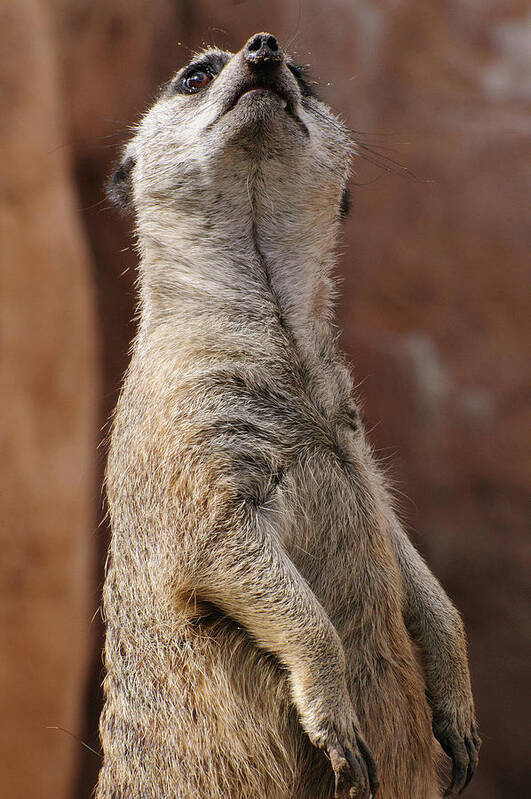 Alert Art Print featuring the photograph Meerkat Standing at Attention by Tom Potter