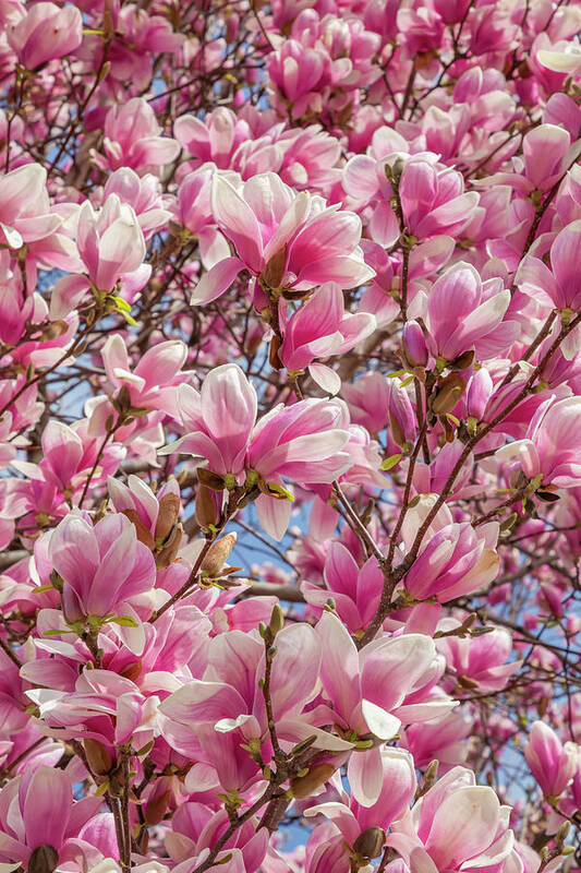 Magnolia Art Print featuring the photograph Mighty Magnolia by Cate Franklyn