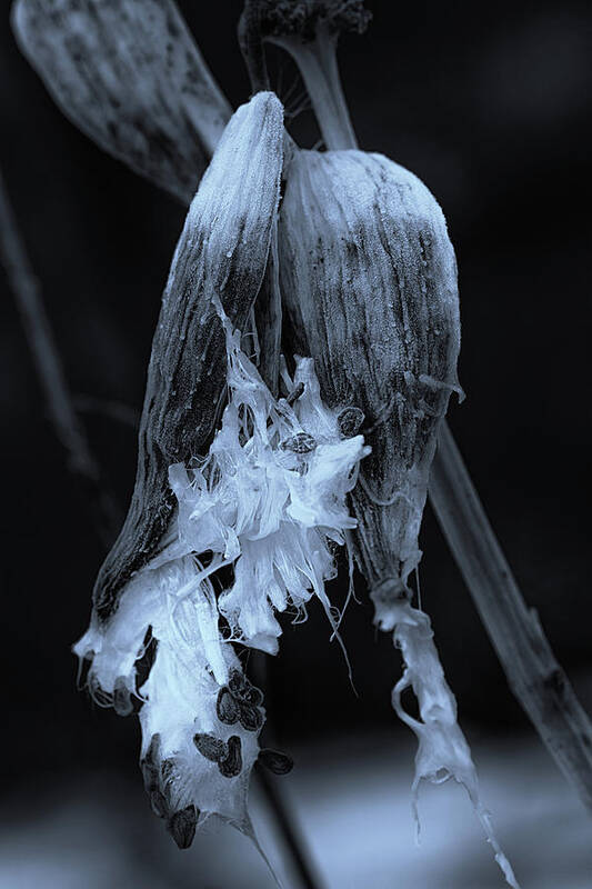 Milkweed Art Print featuring the photograph Milkweed Frost by Sue Capuano