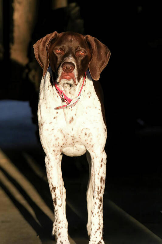 Gsp Art Print featuring the photograph Millie by Brook Burling