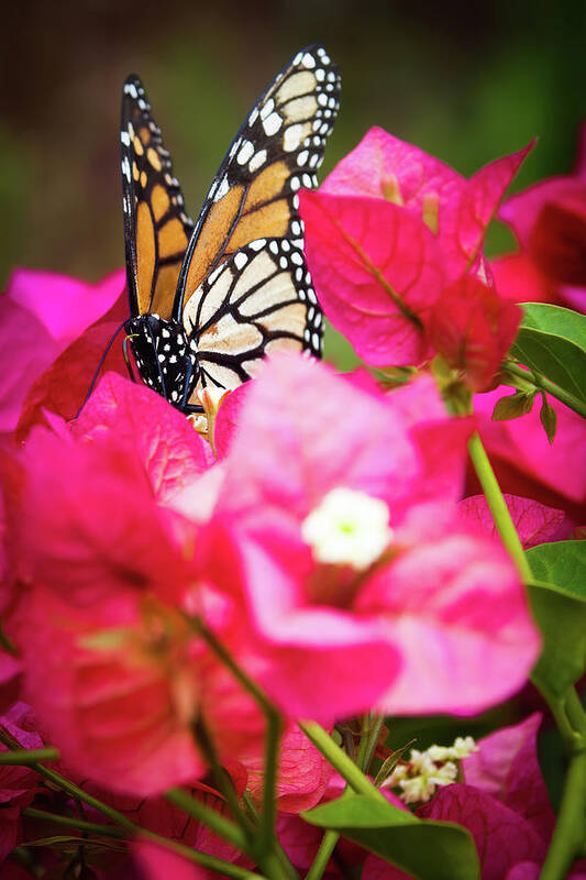 Animal Art Print featuring the photograph Monarch butterfly on a red bougainvillea by Jean-Luc Farges