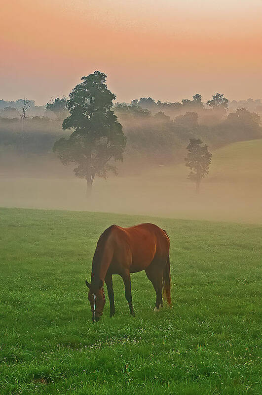 Horses Art Print featuring the photograph Morning at the pasture. by Ulrich Burkhalter