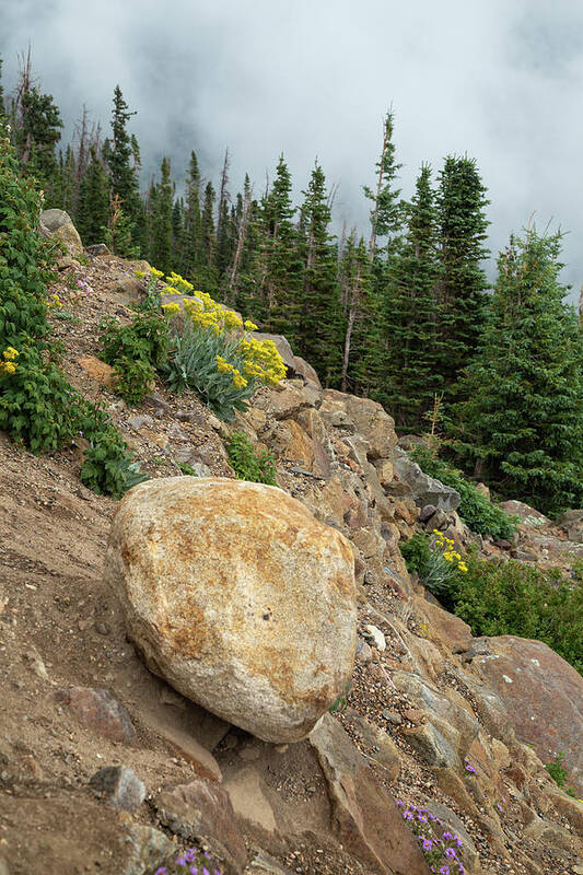 Adventure Art Print featuring the photograph Mountainside Wildflowers by Cindy Robinson