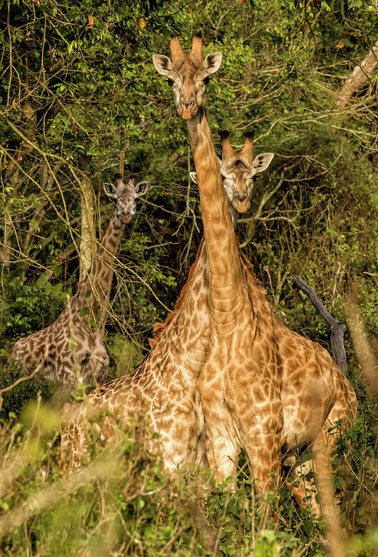 Lake Victoria Art Print featuring the photograph Neck and Neck by Phil Marty