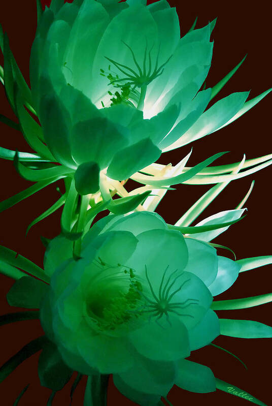 Flowers Art Print featuring the photograph Night Blooming Cereus by Vallee Johnson