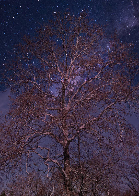 Tree Art Print featuring the photograph Night Sky Tree by Russ Considine