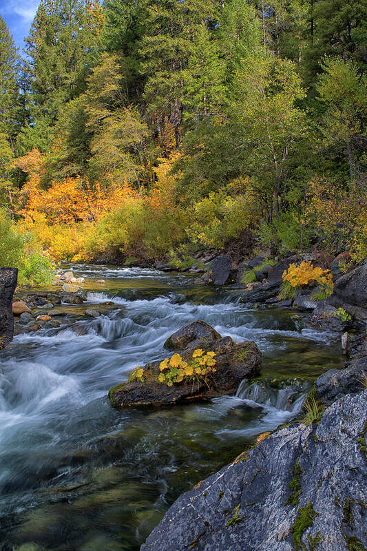 Fall Art Print featuring the photograph North Yuba's Beauty by Tom Kelly