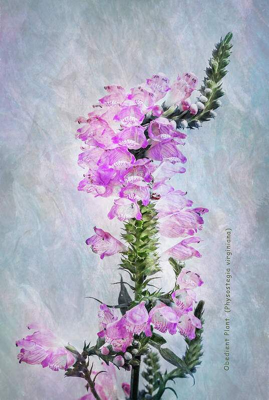 Flower Art Print featuring the photograph Obedient Plant Portrait by Patti Deters