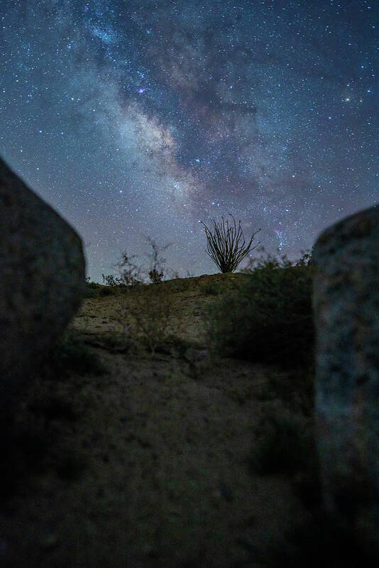  Art Print featuring the photograph Ocotillo Milkyway by Local Snaps Photography