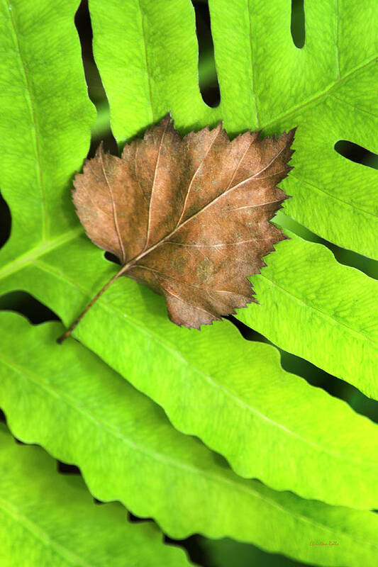 Leaves Art Print featuring the photograph Old Leaf New Leaf by Christina Rollo