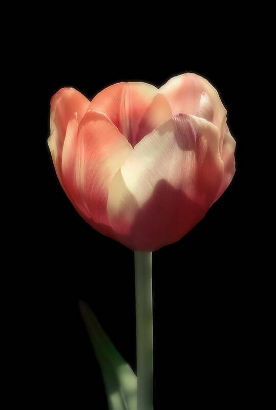 Tulip Art Print featuring the photograph One Beauty by Johanna Hurmerinta