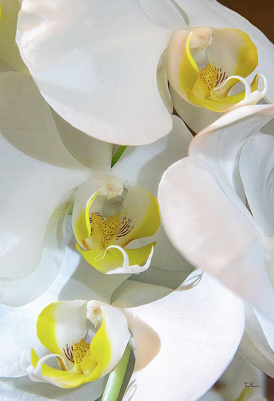 Floral Art Print featuring the photograph Orchid Trio by Tom Romeo